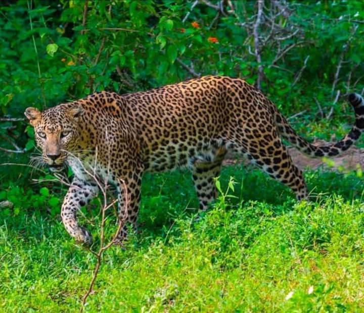 Malindu Yala Gate Hotel Tissamaharama Luaran gambar